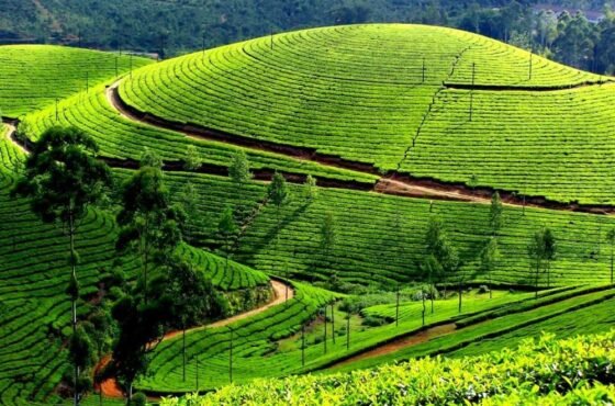 Kerala’s Highland Wonders: A 4-Day Journey Through Trivandrum, Vagamon & Munnar