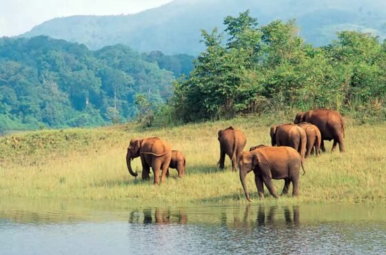 Cochin – Thekkady – Munnar – Cochin Leisure & Nature Escape