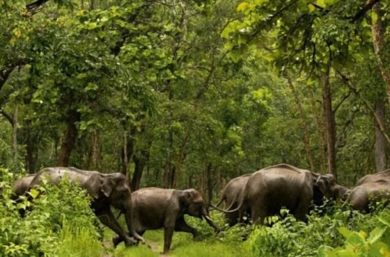 Coimbatore – Munnar – Ooty Scenic Hills Tour: Coimbatore → Munnar → Ooty → Coonoor → Coimbatore
