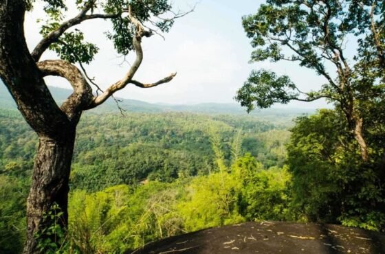 Discover Arippa – Birdwatching, Trekking & Tribal Heritage in Kerala