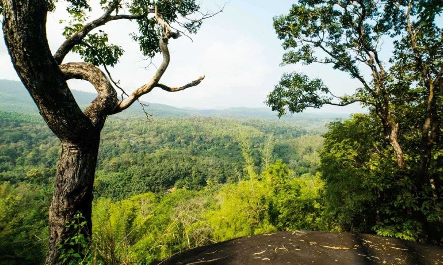 Discover Arippa – Birdwatching, Trekking & Tribal Heritage in Kerala
