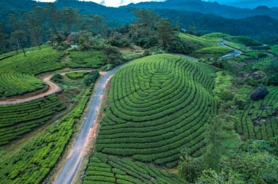 Kerala Tour : Cochin – Munnar – Thekkady – Alleppey – Kovalam – Poovar – Trivandrum