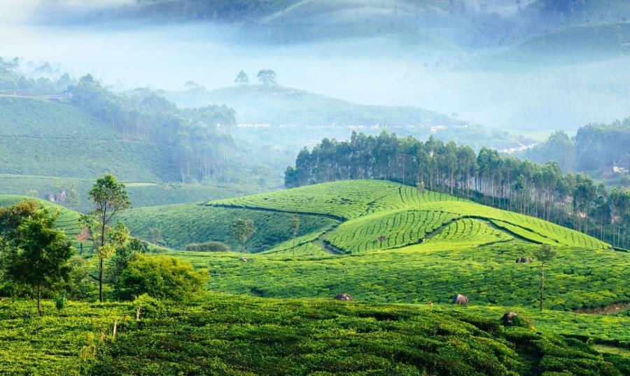 Munnar2-min