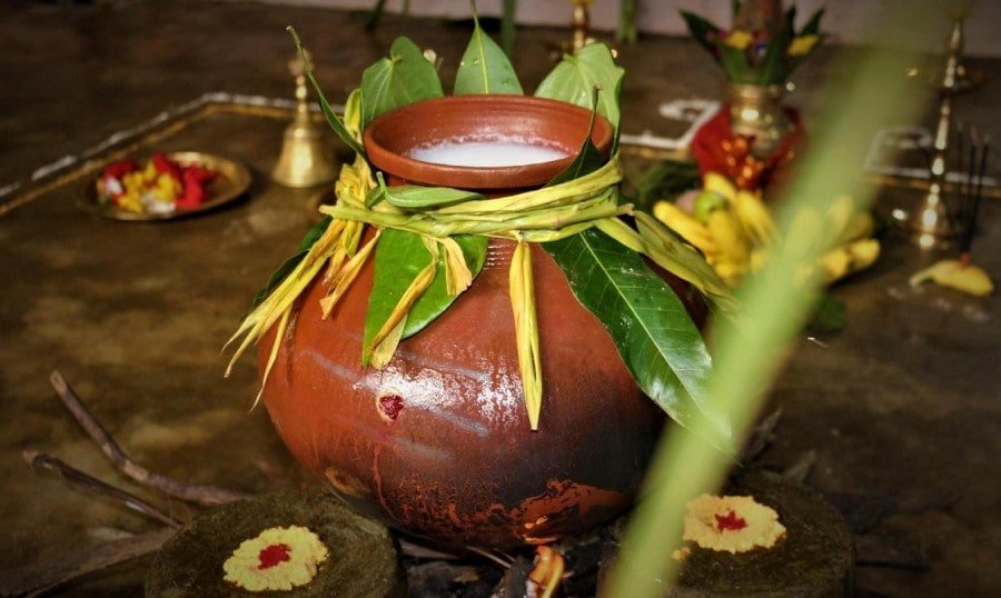 Thai & Pongal Festival: Experiencing Tamil Nadu’s Harvest, Heritage, and Temple Traditions